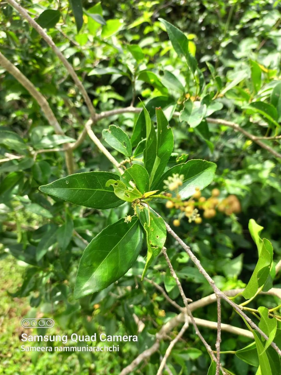 Croton klotzschianus (Wight) Thwaites